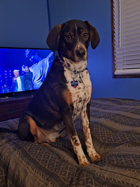 Buddy