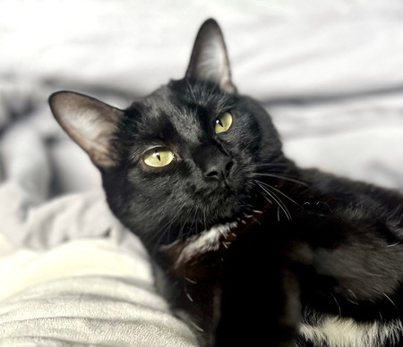 Juniper