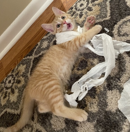 Cheddar