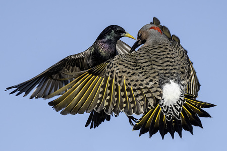 Air Dominance