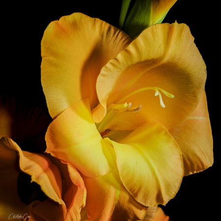 Gladiolus Glow