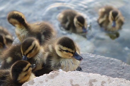 The Cutest Duckling and Her Siblings