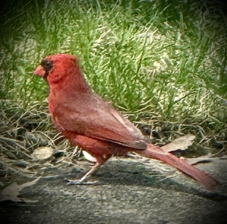 Cardinal looking for items for her cozy nest!! Spring is here