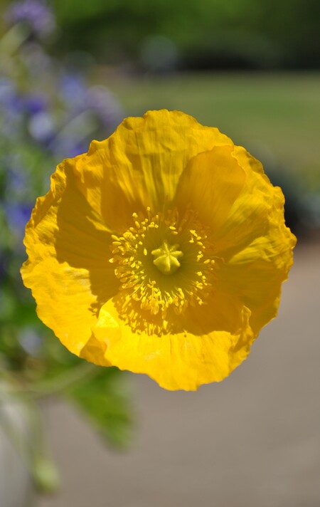 Yellow Flower Close-Up