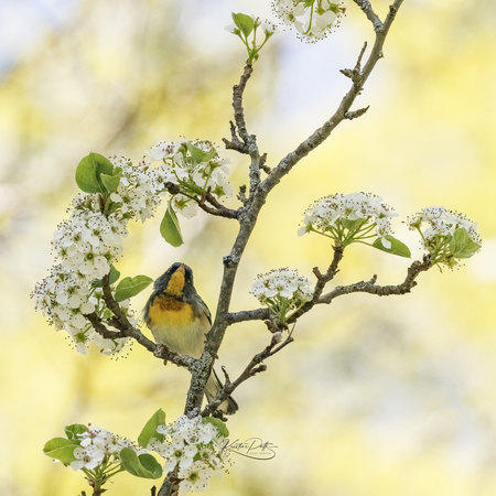 Day Dreaming Parula
