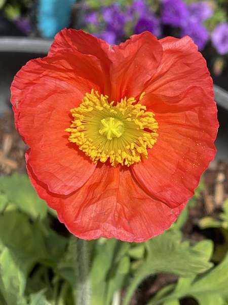 Iceland Poppy