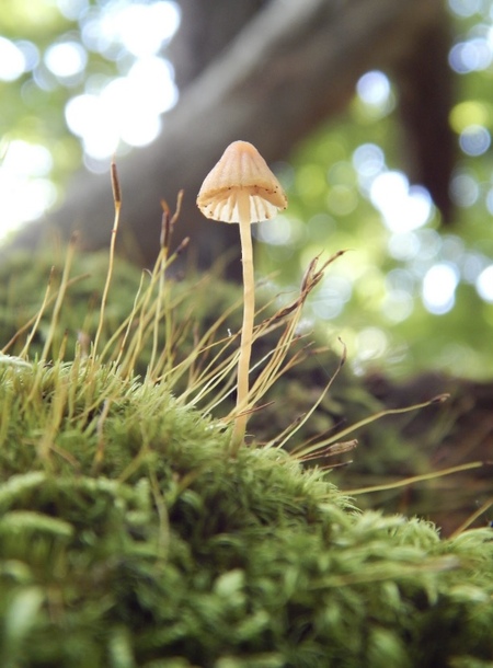 Whatta Fungi