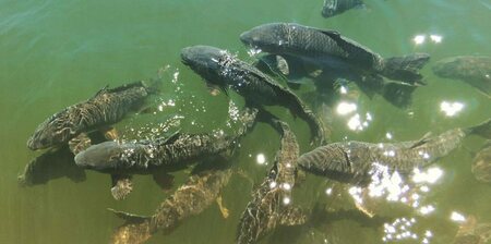 Cyprinus Carpio