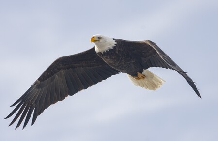 Fly Like An Eagle