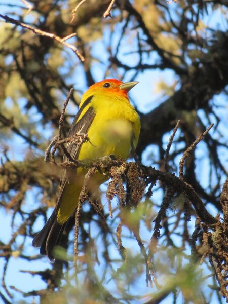 Western Tanager