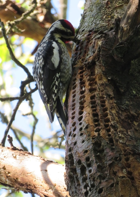 Sapsucker