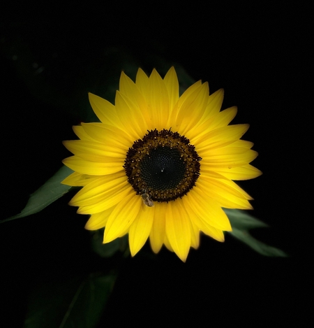 Symbiosis