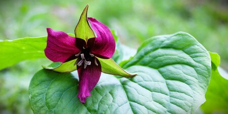 Purple Trilium