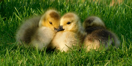 Cuddling Goslings