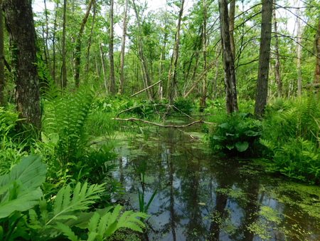 Greenery