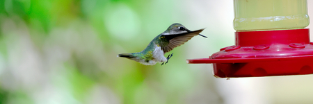 Landing gear deployed