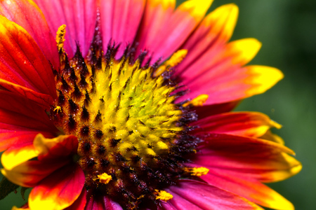Gaillardia Grande