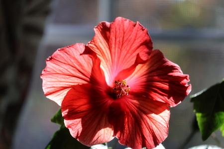 Hibiscus