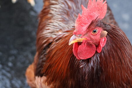 Rooster
