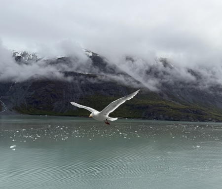 Glacier Bay Beauty