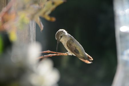 Annas Hummingbird