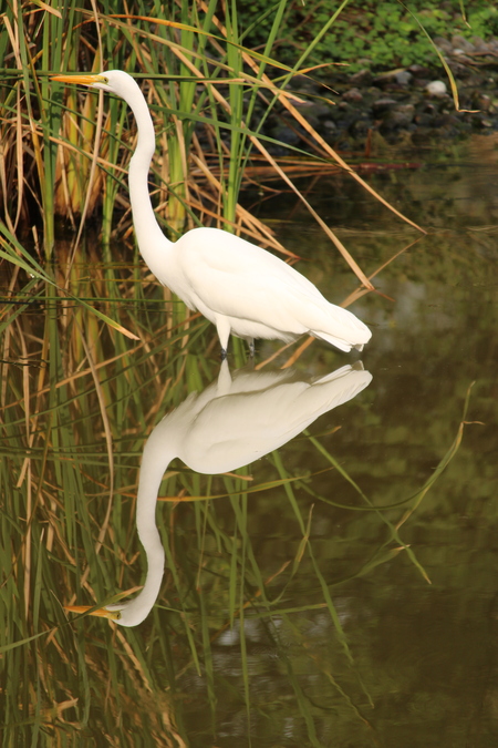 Reflections of a Great Egret
