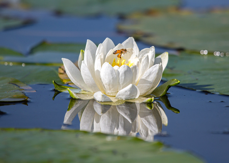 Lilies: Crucial to Aquatic Ecosystems