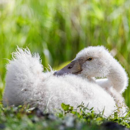 Cygnet off the bank