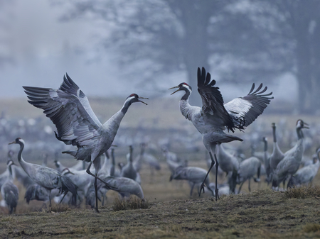Eurasian crane