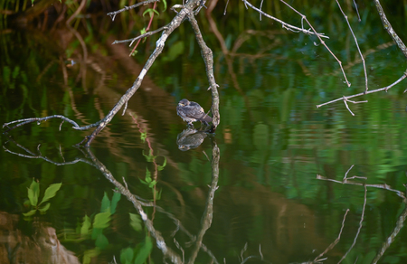 Baby Bird in a Bind