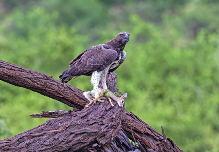 A Martial eagle with a juvenile Dik Dik