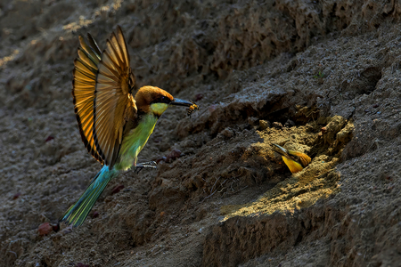 Chestnut-headed Bee-eater feeding a chick