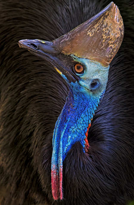 Portrait of a southern cassowary; the most dangerous bird in the world