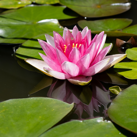 Water Lily 