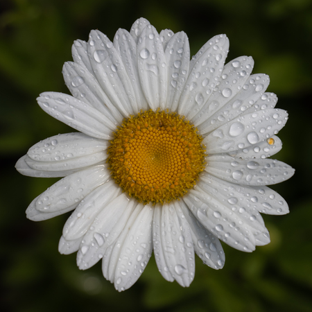 Daisy 