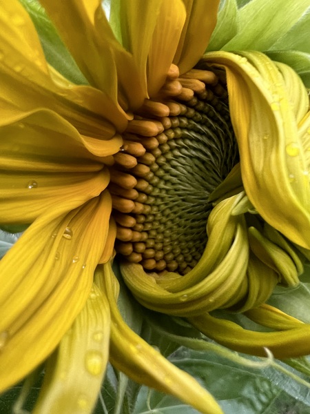Emerging
