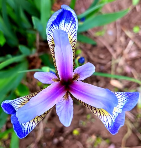 Japanese Iris