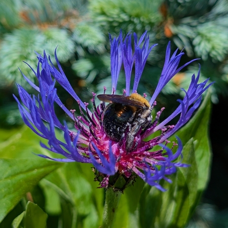 A Pinch Of Pollen
