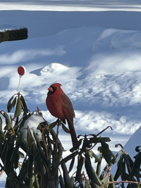 Crazy for Cardinals 