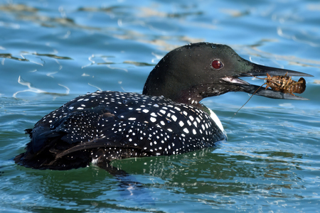 Loon with breakfast