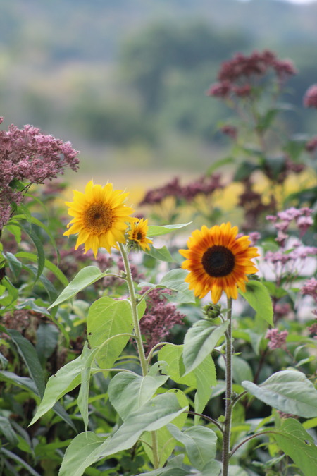 Tammy's Flowers 