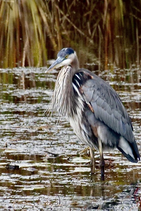 Great Blue Heron