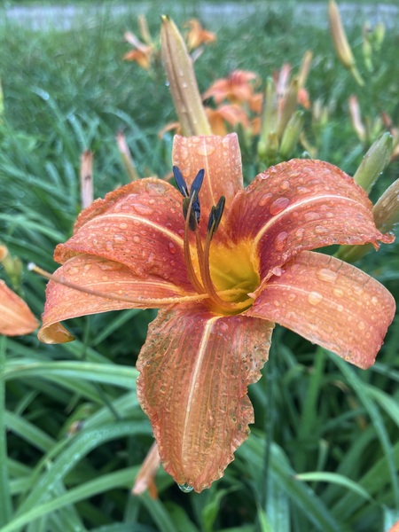 Raindrops on a Tiger Lily