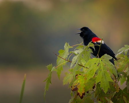 Evening Redwing