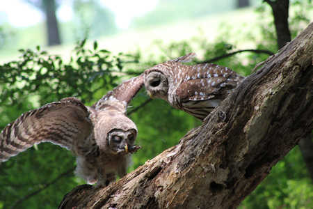 Baby Barred Owls
