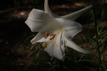 Shiroi