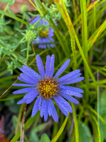 Aster