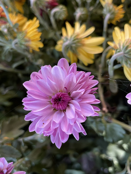 Florist's Daisy