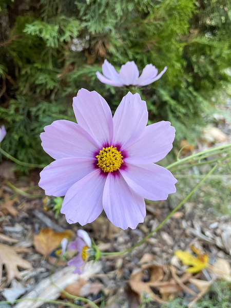 Garden Cosmos