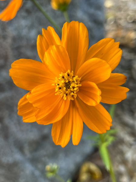 Orange Crush